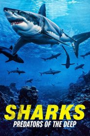 فيلم Sharks: Predators of the Deep 2024 مترجم